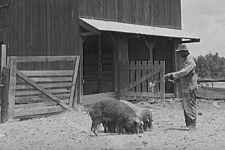 Creole farmer feeding hogs - Marion Post Wolcott/FSA(1940)